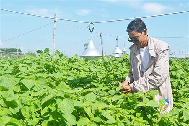 Bắt tía tô "trẻ mãi không già", 1 ngày hái 1 tấn lá bán cho Hàn Quốc