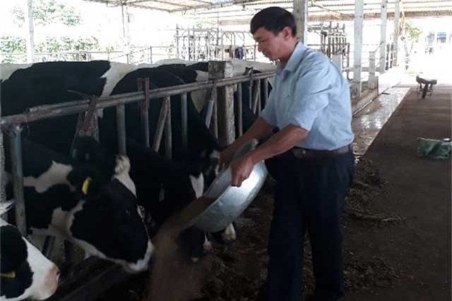 Làm trại bò sữa du lịch, mỗi ngày thu vài triệu đồng là thường