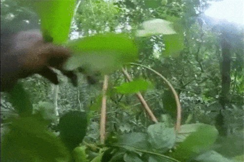 Clip: Những cảnh tượng hiếm thấy trong cuộc sống hoang dã của loài tinh tinh