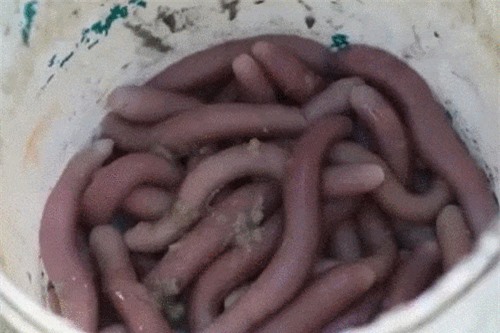 Clip: Không ngờ con vật ngọ ngoậy trông rất đáng sợ này lại là đặc sản nổi tiếng của nhiều vùng miền