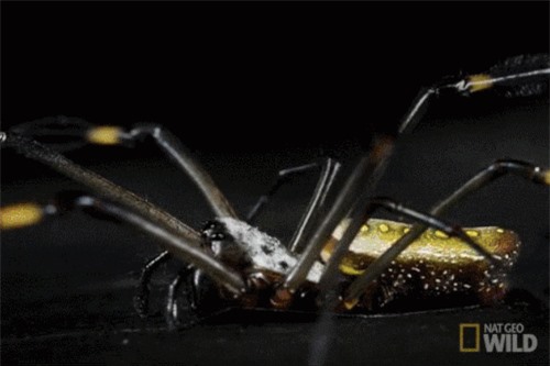 Clip: Những điều thú vị về loài nhện phóng tơ bền chắc gấp 5 lần thép