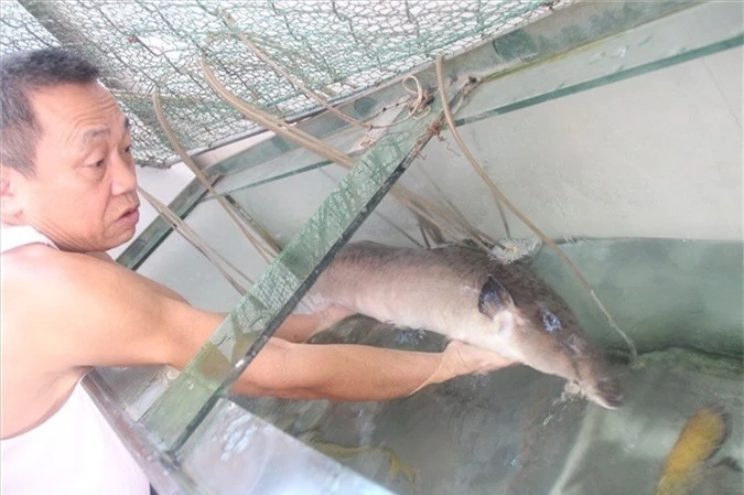 Bắt được cá chình khồng lồ, dài hơn 1,5 mét hiếm có