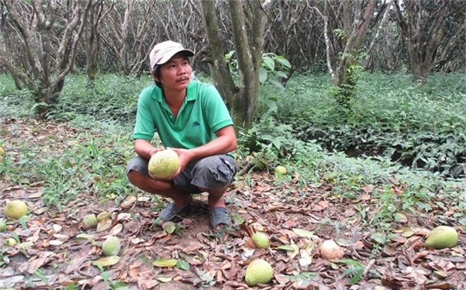 dac san buoi nam roi rung trang goc, dan khoc rong hinh 8