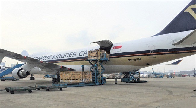 200 cô bò sữa hữu cơ "cưỡi" máy bay từ Úc về Việt Nam