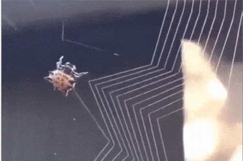 Clip: Cận cảnh màn giăng tơ làm bẫy 'tuyệt đỉnh' của nhện