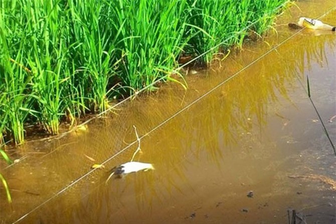 Dùng điện bẫy chuột, 9X thiệt mạng