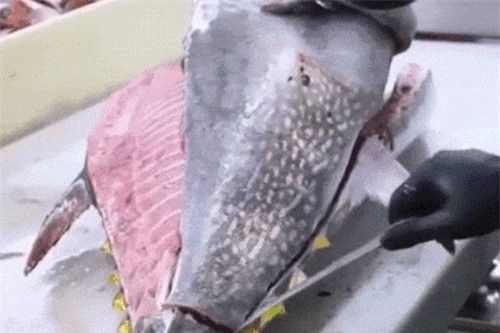 Clip: Xem tay nghề điêu luyện của đầu bếp Nhật khi xẻ thịt cá ngừ 'khủng'