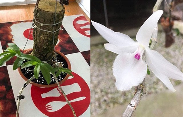 Những giò lan đột biến siêu quý hiếm, được đại gia Việt mua với giá đắt 'cắt cổ'