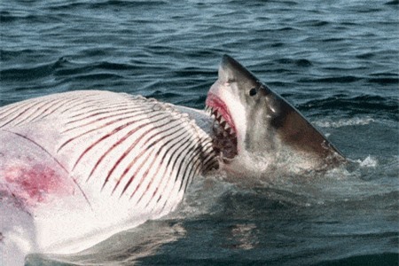 Clip: Cá mập trắng khổng lồ xé xác cá voi
