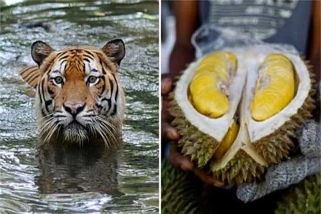 Hổ Malayan, một trong những loài động vật đang nguy cấp, đối diện với việc môi trường sống tự nhiên bị thu hẹp trước nhu cầu sầu riêng tăng nhanh từ Trung Quốc. Ảnh: AP