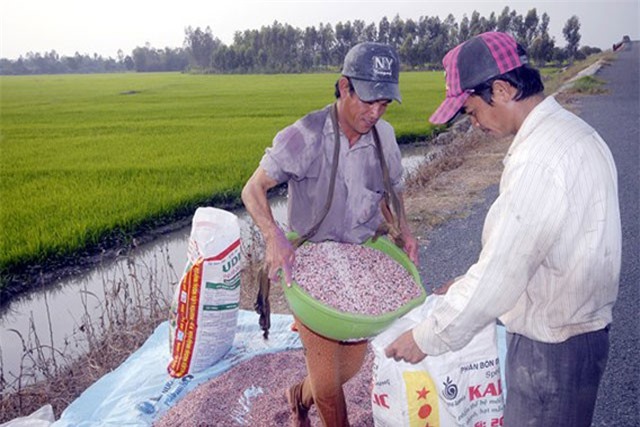 BẢN TIN TÀI CHÍNH-KINH DOANH: Phân bón giả gây thiệt hại 2,5 tỷ USD mỗi năm, vàng tăng ‘dựng ngược’