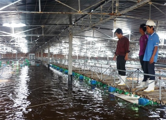 TP.HCM: Đến 2020 sẽ có hơn 5.500ha diện tích nuôi tôm