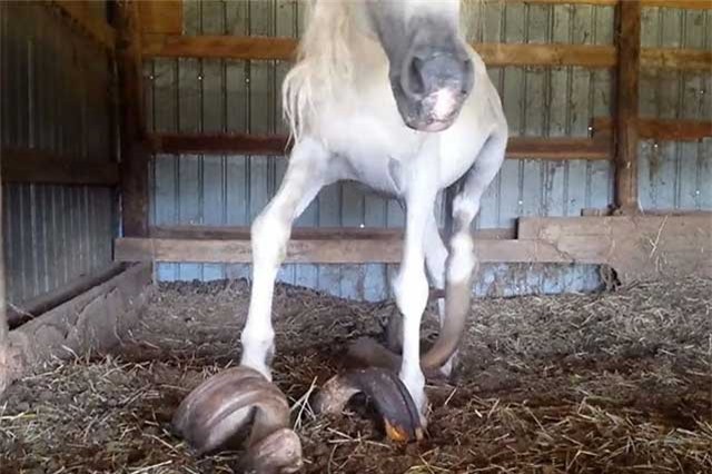 Những chú ngựa với bộ móng 'khủng, dị', dài cả mét... vì quên