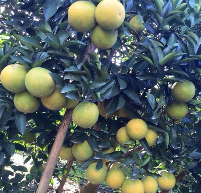 Thu về gần 5 tỷ đồng tiền lãi mỗi năm từ cam, quýt sạch