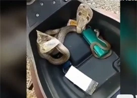 Hai con rắn trưởng thành tỏ ra rất hung dữ. 