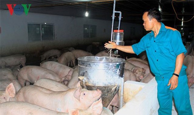 Nông dân bỏ tiền tỷ để được nuôi lợn thuê