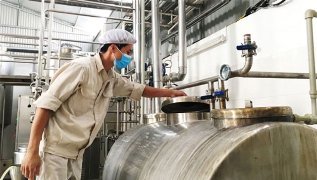 Thu tiền tỷ từ chuỗi liên kết bò sữa