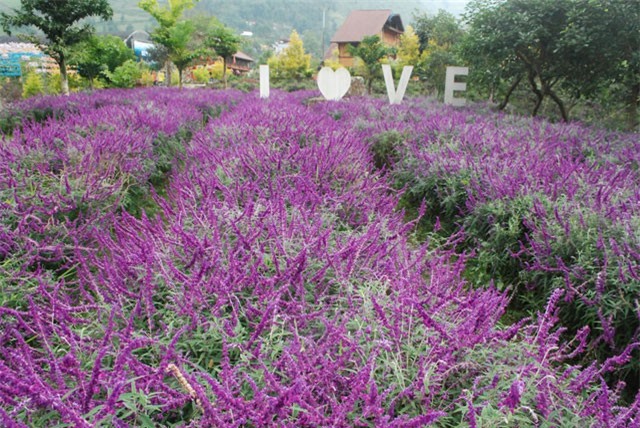 Sắc hoa Oải hương nhuộm tím "Thung lũng hoa Bắc Hà"
