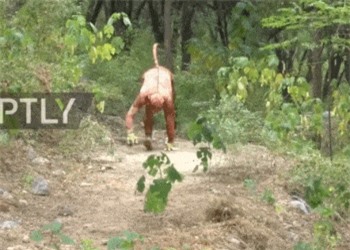 Clip: Chuyện lạ: Cụ già 'hóa thân' thành báo để tập thể dục