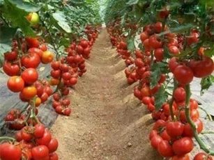 Lâm Đồng: 16 ngành hàng được khuyến khích phát triển