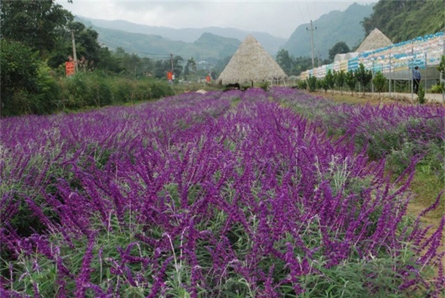 
Cận cảnh loài hoa Oải hương khoe sắc tím tuyệt đẹp ở vùng núi cao Bắc Hà ( tỉnh Lào Cai).

