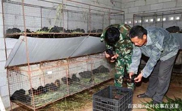 Nuôi con "nhung nhúc, đen thùi lùi", mỗi năm đút túi tiền tỷ