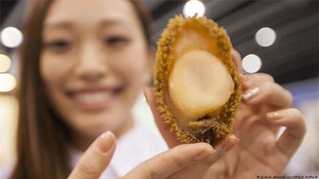 Người Trung Quốc “thèm khát” bào ngư, thợ lặn Nam Phi liều mạng săn tìm