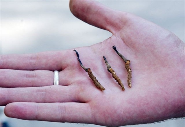 ‘Viagra thiên nhiên’ có nguy cơ biến mất do biến đổi khí hậu