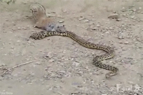 Clip: Rắn độc khổng lồ ác chiến kịch liệt với sóc