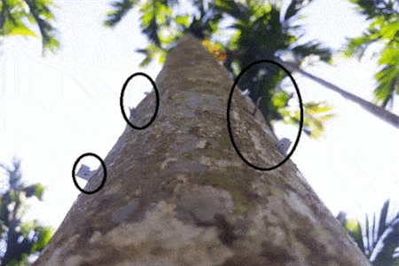 Clip: Nổi da gà với cách cắm dao lam lên thân cau để chống trộm