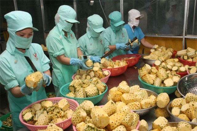 BẢN TIN TÀI CHÍNH-KINH DOANH: Xuất khẩu sang Mỹ đạt 35 tỷ USD, cảnh báo việc mua lá nhàu tươi