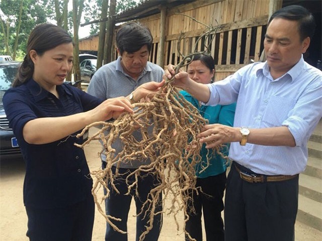 Nữ tiến sỹ “kích” thu nhập lên tiền tỷ cho nông dân nhờ dược liệu quý