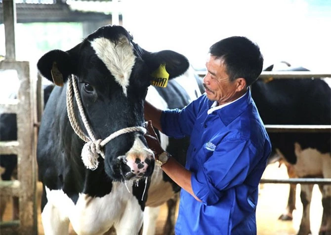 Nhờ bán sữa bò và phân bò mà mỗi năm ông thu lãi khoảng 6 tỷ đồng. Nhờ bán sữa bò và phân bò mà mỗi năm ông thu lãi khoảng 6 tỷ đồng.