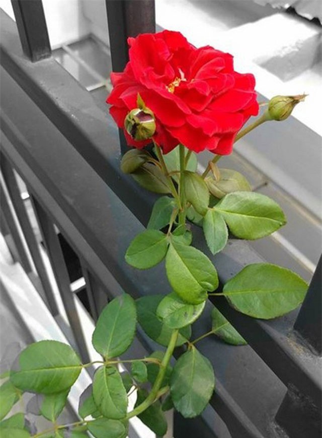 Thủ thuật tạo ảnh đẹp mắt với hiệu ứng màu nổi bật giữa nền đen trắng