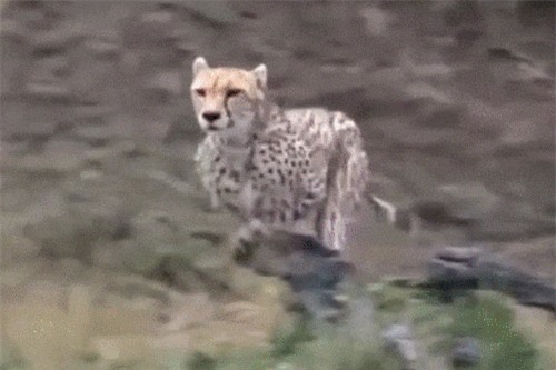 Clip: Báo bị khỉ đầu chó truy sát