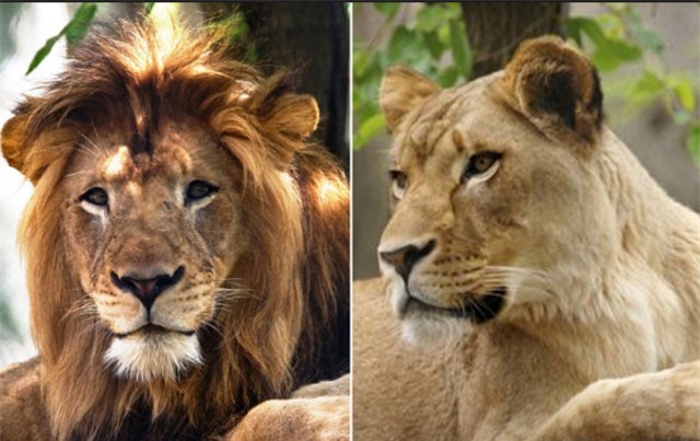 Lý giải nguyên nhân sư tử cái cắn chết bạn tình sau 8 năm chung sống