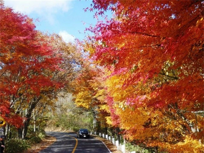 Bức tranh mùa thu ở con đường nguy hiểm bậc nhất Nhật Bản - 5