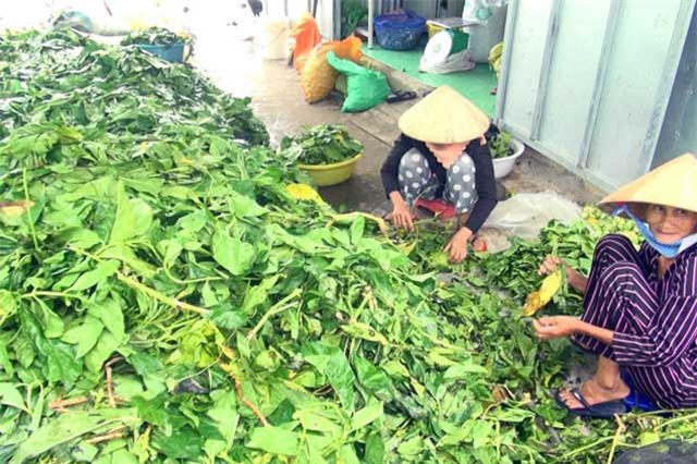 Cà Mau: Bất thường việc thu mua lá nhàu tươi