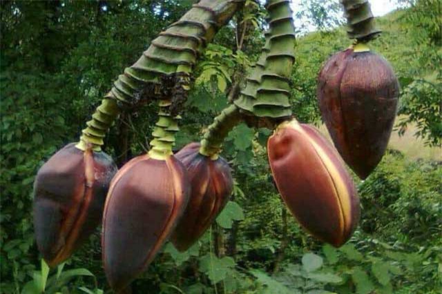 Kỳ lạ hoa chuối mọc dài ngoẵng, có tới 5 bắp
