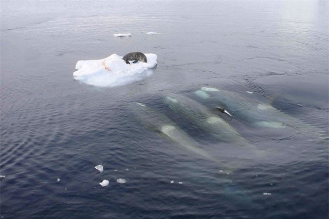 Clip: Màn săn hải cẩu ‘tuyệt đỉnh’ của bầy cá voi sát thủ