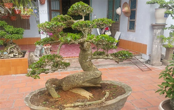 "Phát sốt" với "cụ" duối lùn dáng long, giá 100 triệu ở Ninh Bình