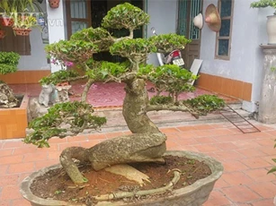 "Phát sốt" với "cụ" duối lùn dáng long, giá 100 triệu ở Ninh Bình