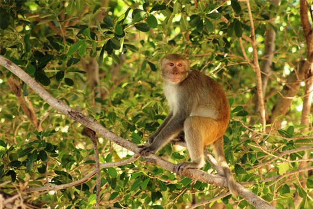 Clip: Nông dân Quảng Trị ‘điêu đứng’ vì bị khỉ phá hoại nông sản