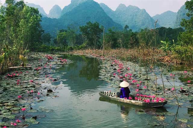 Độc đáo dòng suối hồng nhuộm kín hoa súng ngay gần Hà Nội