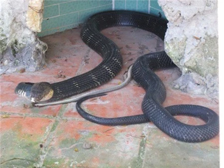 Một con rắn hổ chúa 10 tuổi, nặng 12kg, dài hơn 4m tại trại rắn Đồng Tâm. Ảnh: Ngọc Thụ