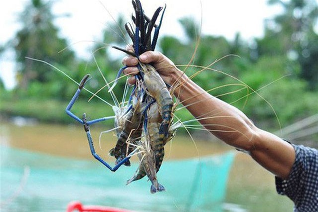 BẢN TIN TÀI CHÍNH-KINH DOANH: Giá tôm ở ĐBSCL tăng mạnh, Việt Nam mong muốn xuất khẩu gạo ổn định