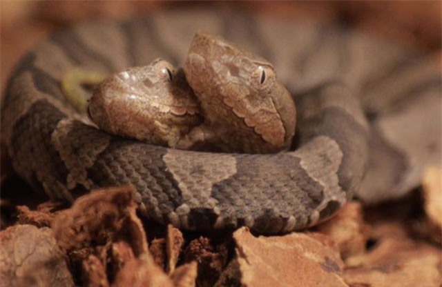 Phát hiện rắn hai đầu cực hiếm ở sân nhà