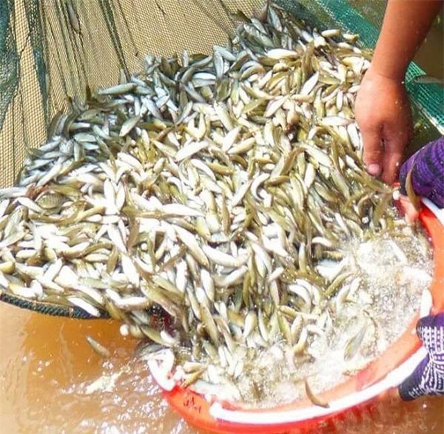 Miền Tây mùa nước nổi: Cá linh mùa lũ, nhưng có mấy loại cá linh?