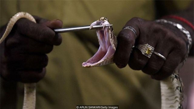 Bí ẩn bộ tộc người rắn ở Ấn Độ