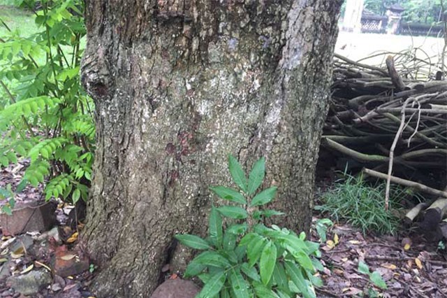 Clip: ‘Tận mục’ cây sưa được ví như vàng ròng ở Hà Nội